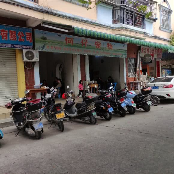 何仔宠物:防城港市防城区