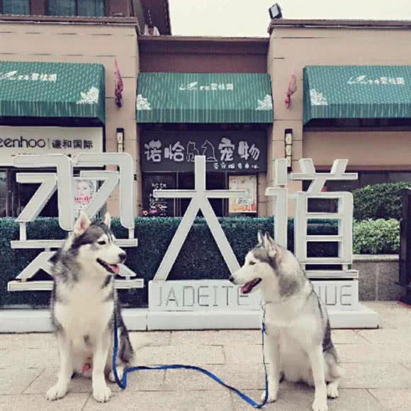 诺恰宠物狗:贵港市港北区