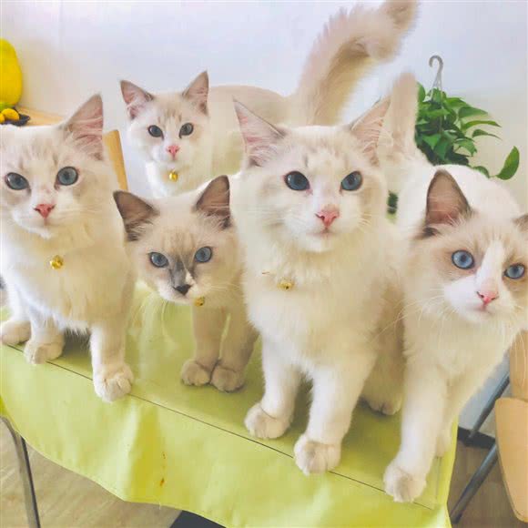 布偶猫体验馆:贵港市港北区