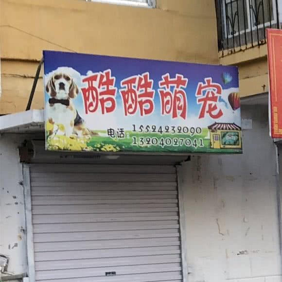 酷酷萌宠:沈阳市大东区黎明广场附近