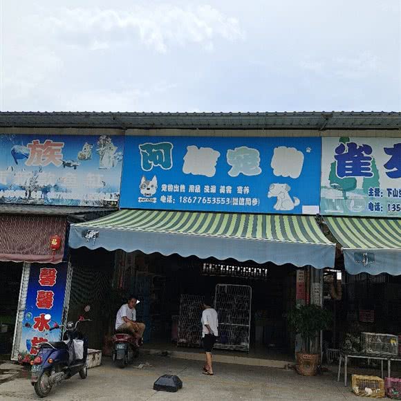 阿信宠物:百色市右江区