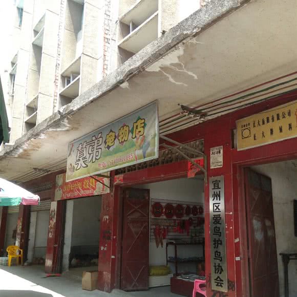 莫弟宠物店:河池市宜州区