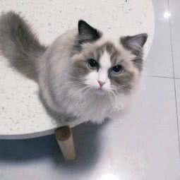 puffydolls布偶猫舍:重庆城区巴南区