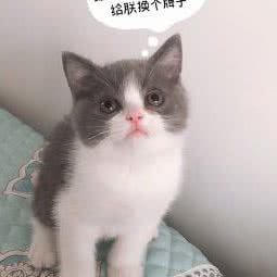 潘多拉猫吧:沈阳市大东区东站附近