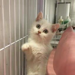 巷子里的猫:重庆城区铜梁区