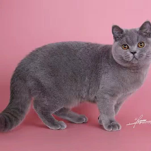 做我的猫(龙之梦店):沈阳市大东区大东广场附近