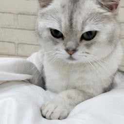 猫来狗往宠物馆:成都市青羊区