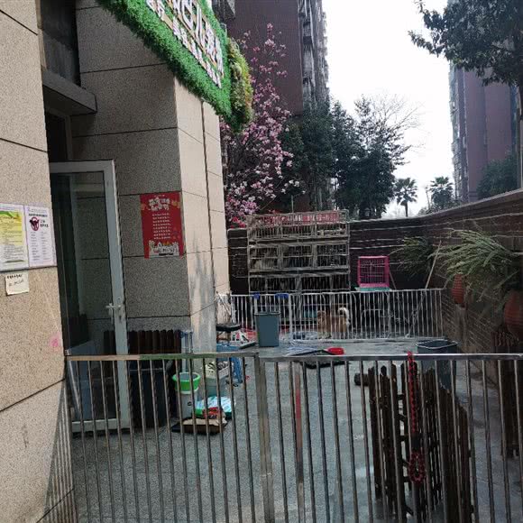 大黏巴儿宠物:成都市金牛区