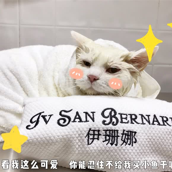 好喵宠物店:成都市武侯区