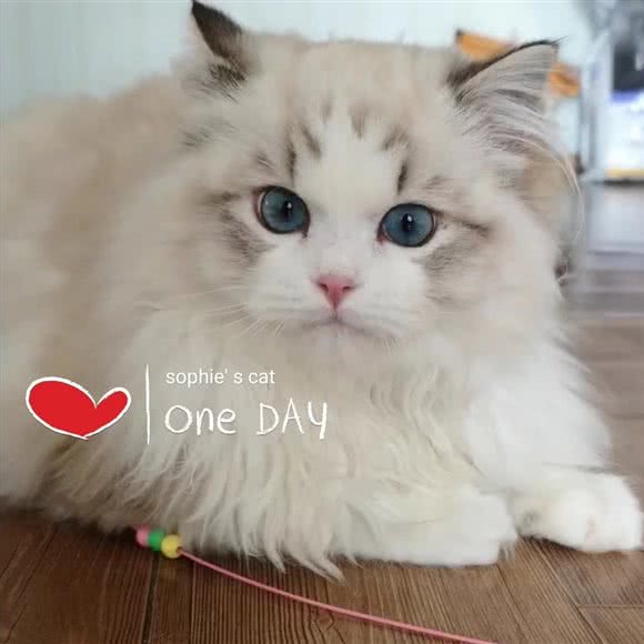 苏菲的猫:成都市成华区