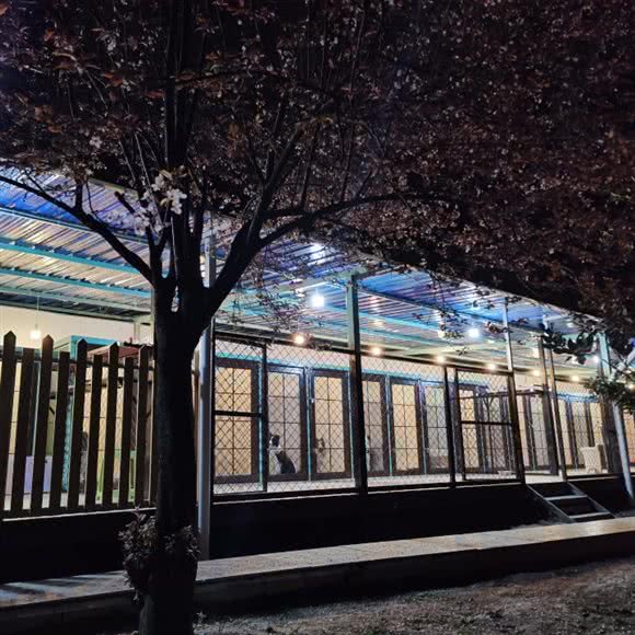 森犬屋运动寄养酒店:成都市新都区