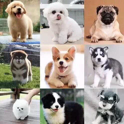 彭氏犬业:成都市新都区