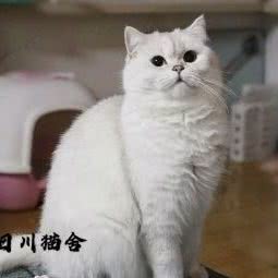右一宠物工作室:成都市新都区