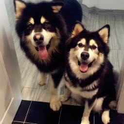 DBhouse 大白犬舍 成都:成都市温江区
