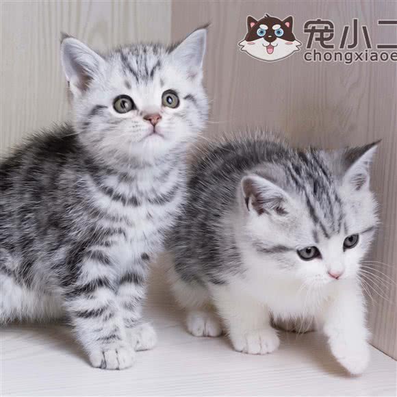 宠小二·购宠连锁·宠物猫舍(温江店):成都市温江区