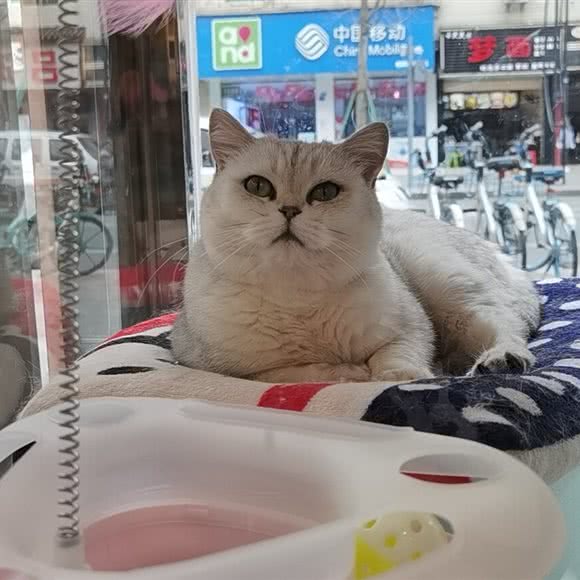 萌贝宠物生活馆(二店):成都市双流区
