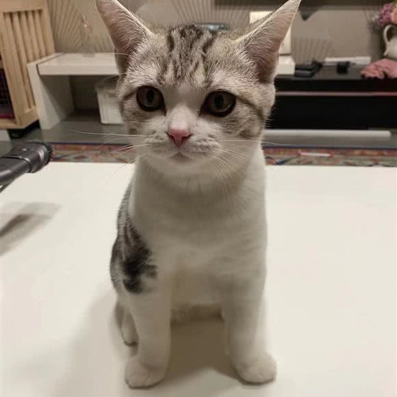 猫多多猫咪家庭寄养(高新店):成都市双流区
