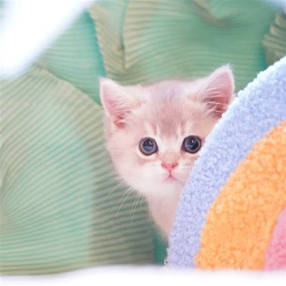 皮皮鲁宠物猫舍·猫咪寄养(新川店):成都市双流区