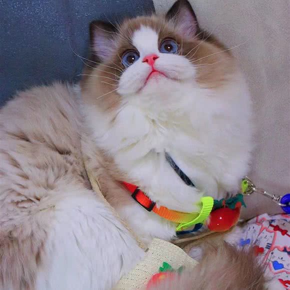宠乐缘宠物生活馆猫舍:成都市郫都区