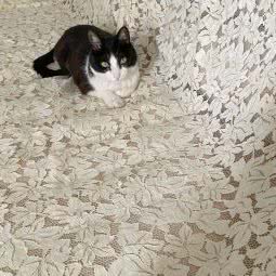 安安猫猫托儿所:成都市郫都区