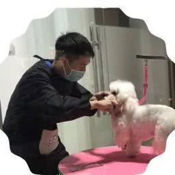 喵小姐与汪先生宠物美容中心:成都市都江堰市