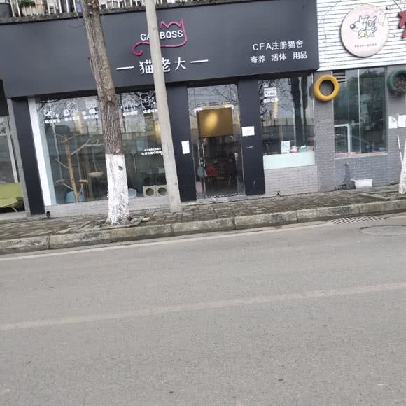 猫老大:成都市都江堰市