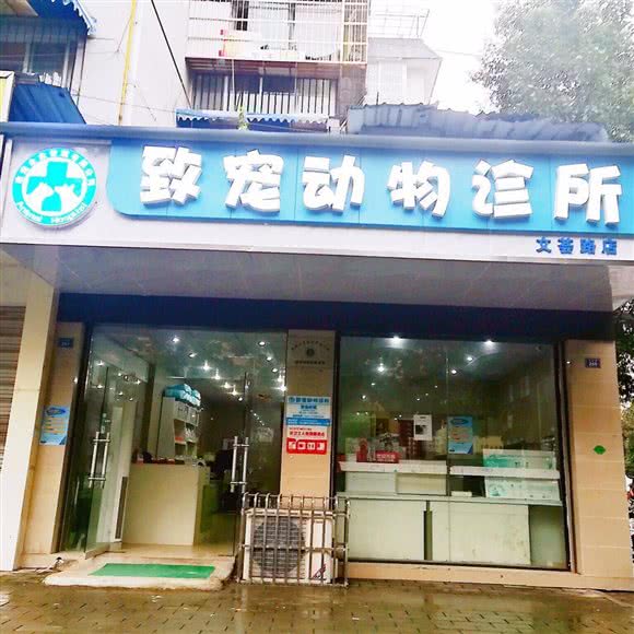 致宠动物诊所(文荟路店):成都市都江堰市