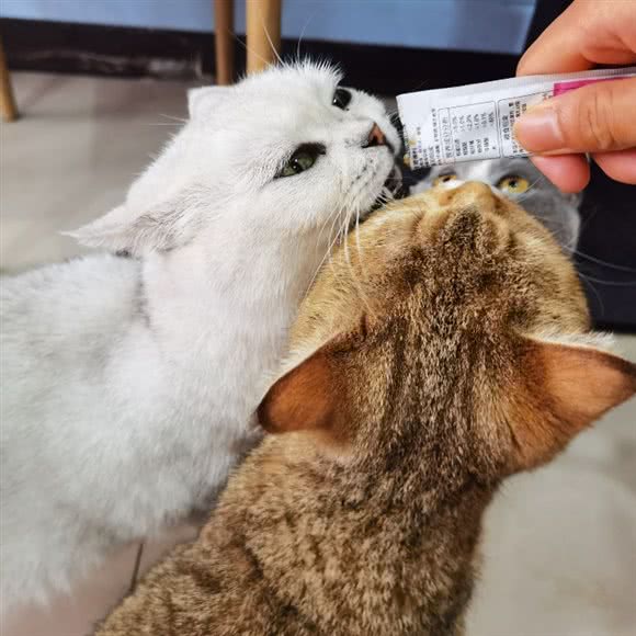 猫茶猫咖:成都市简阳市