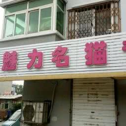 魅力名猫专营店:沈阳市皇姑区小白楼附近