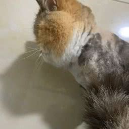 吸猫撸狗宠物服务中心:自贡市富顺县