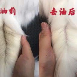 萌宝宠物:泸州市江阳区