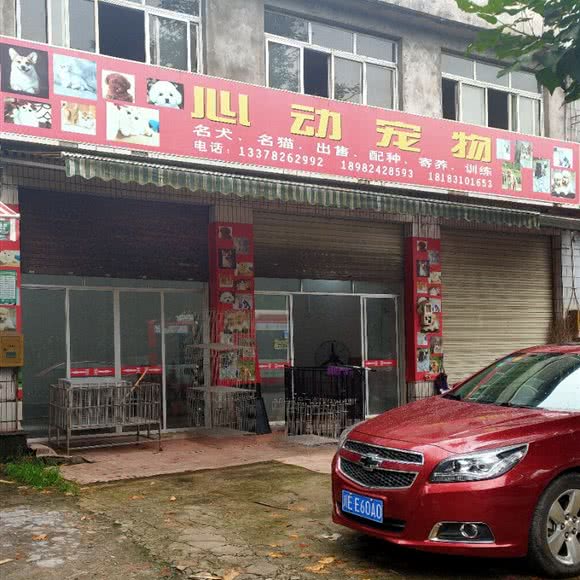 心动宠物:泸州市龙马潭区