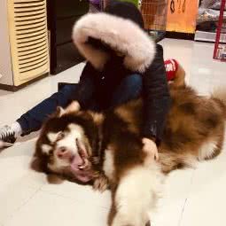 贝卡宠物店:北京城区朝阳区北京欢乐谷附近