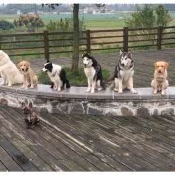 驭犬者宠物学院:德阳市广汉市
