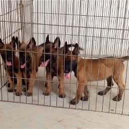 顺莱德犬舍:绵阳市游仙区