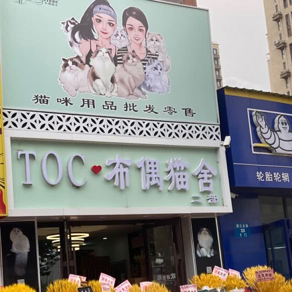 toc布偶猫舍:沈阳市皇姑区沈阳医学院附近