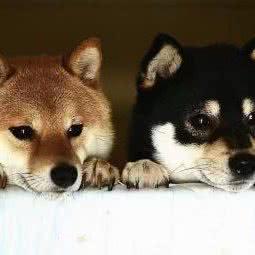 小柯柴犬豆柴犬家庭繁育:内江市威远县