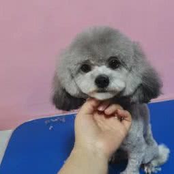 莹莹家宠物店:沈阳市皇姑区明廉附近