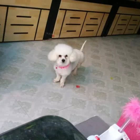博宠狗狗:安顺市西秀区