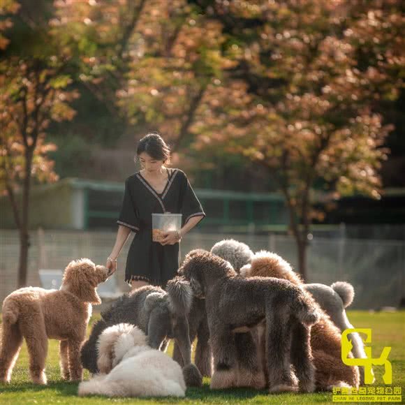 铲客传奇宠物乐园:昆明市五华区