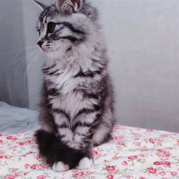 二喵喵的胖猫咖:红河哈尼族彝族自治州个旧市