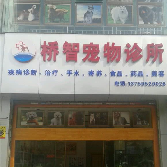 桥智宠物诊所:文山壮族苗族自治州文山市