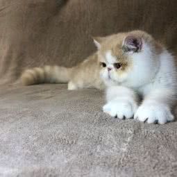 june&hao国际加菲猫舍:北京城区朝阳区定福庄附近