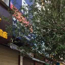 圣宠咖啡店:德宏傣族景颇族自治州瑞丽市