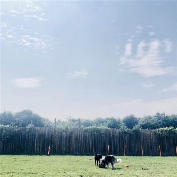 小备胎宠物乐园:西安市长安区