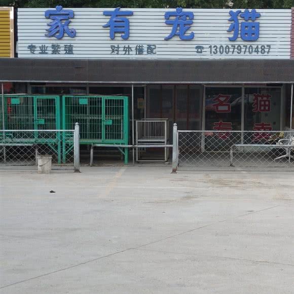 家有宠猫:银川市兴庆区