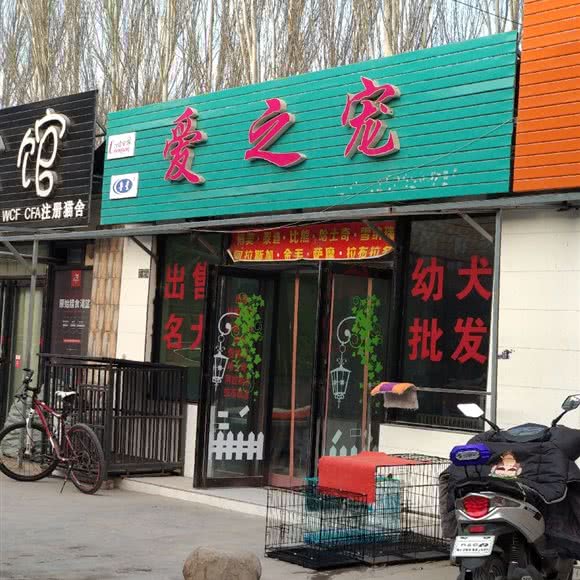 爱之宠:银川市兴庆区