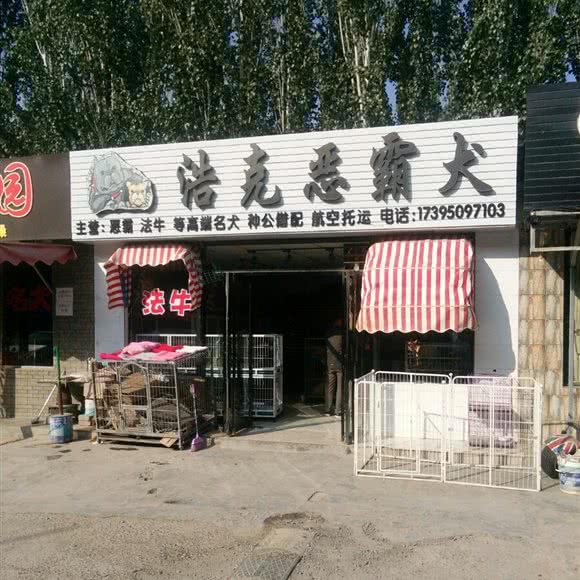 浩克恶霸犬:银川市兴庆区