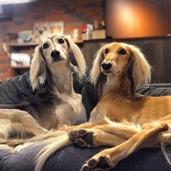 智博犬业:银川市兴庆区