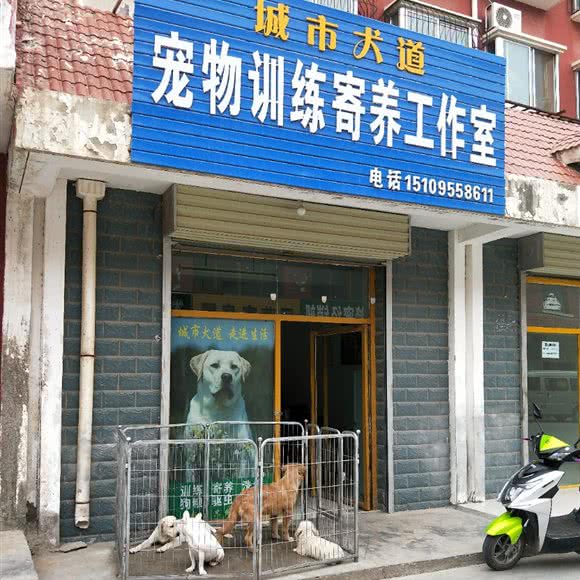 城市犬道宠物训练寄养工作室:中卫市沙坡头区